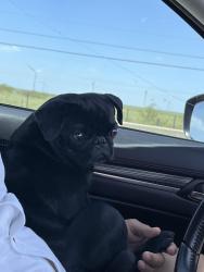 Lost Male Dog last seen Sunshine strip and matz ave, Harlingen, TX 78550