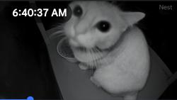 Found/Stray Unknown Cat last seen 58th and Gitard Ave N, Minneapolis, MN 55430