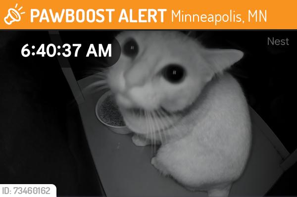 Found/Stray Unknown Cat last seen 58th and Gitard Ave N, Minneapolis, MN 55430