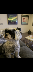 Lost Male Dog last seen Cableknoll Lane, Moreland Hills, OH 44022