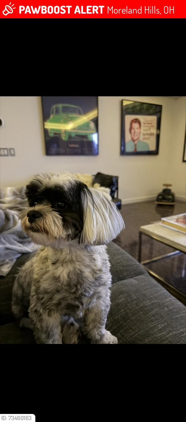 Lost Male Dog last seen Cableknoll Lane, Moreland Hills, OH 44022
