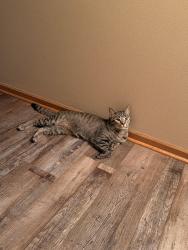 Reunited Male Cat last seen Spring Creek/Bell School. cndmniums behind JMK, Rockford, IL 61107