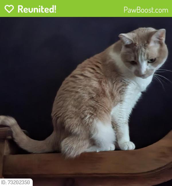 Reunited Male Cat last seen Frost Ct and Steinbeck, Raleigh, NC 27609