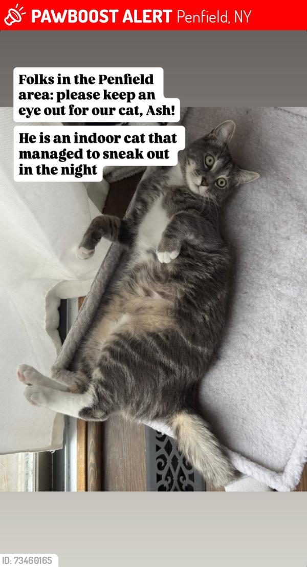 Lost Male Cat last seen Behind hses, walking around, and laying on rocks near the bird feeders, Penfield, NY 14526