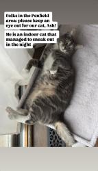 Lost Male Cat last seen Behind hses, walking around, and laying on rocks near the bird feeders, Penfield, NY 14526