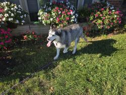 Found/Stray Male Dog last seen Calvert ln, Cincinnati, OH 45238