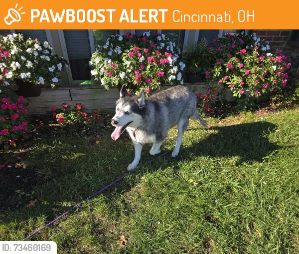 Found/Stray Male Dog last seen Calvert ln, Cincinnati, OH 45238