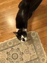 Found/Stray Unknown Cat last seen Humboldt, Ashland, Chicago, IL 60651