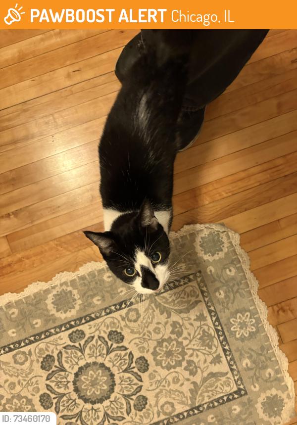 Found/Stray Unknown Cat last seen Humboldt, Ashland, Chicago, IL 60651