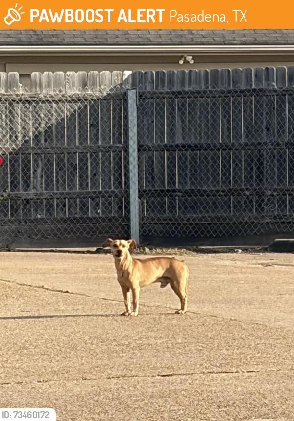 Found/Stray Male Dog last seen Near McMasters elementary school, Pasadena, TX 77503