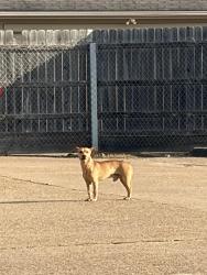 Found/Stray Male Dog last seen Near McMasters elementary school, Pasadena, TX 77503