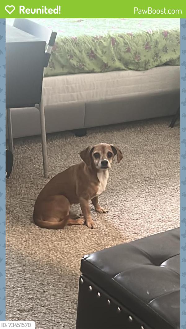 Reunited Male Dog last seen Corporate dr, Stafford, TX 77478