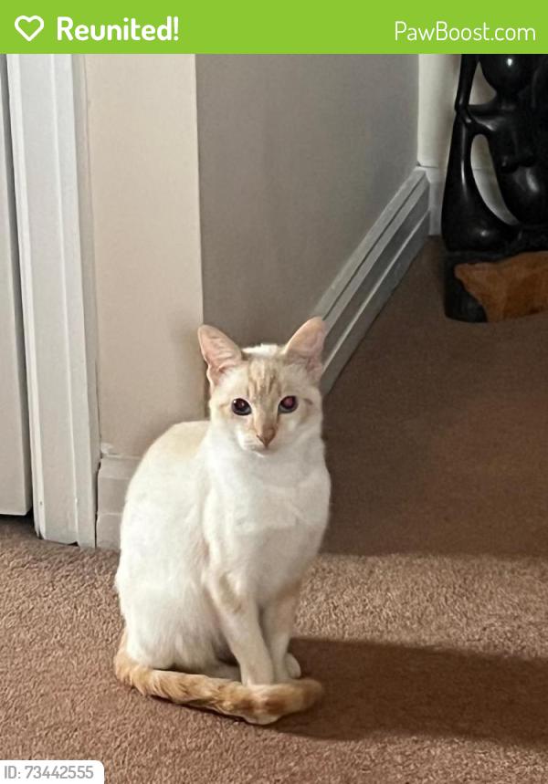 Reunited Female Cat last seen Park street, Roman garden, city walls streer, Cheshire West and Chester, England 