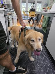 Reunited Male Dog last seen Orange Ave and E Yale, Orlando, FL 32804