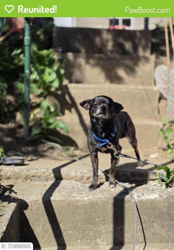 Reunited Male Dog last seen Near hyman apmts off Gordon street, Allentown, PA 18102