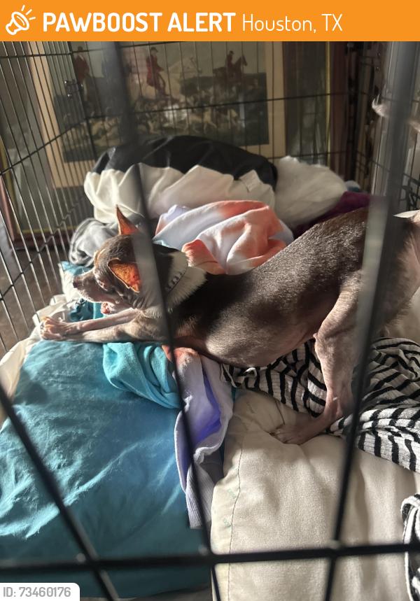 Found/Stray Female Dog last seen Westview and wirt, Houston, TX 77055