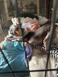 Found/Stray Female Dog last seen Westview and wirt, Houston, TX 77055