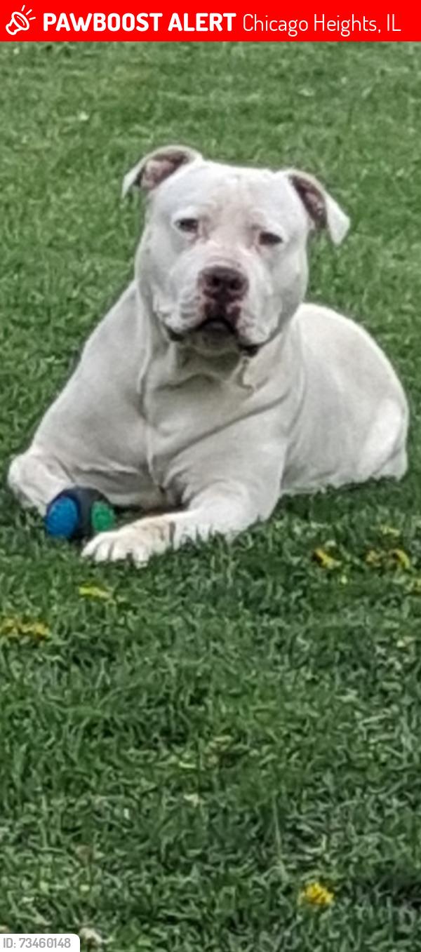 Lost Male Dog last seen Chicago Heights Public Library, Chicago Heights, IL 60411