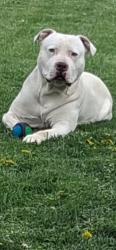Lost Male Dog last seen Chicago Heights Public Library, Chicago Heights, IL 60411