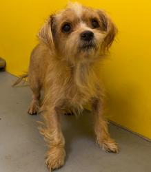 Shelter Stray Male Dog last seen Midwest City, 8485 E Reno Ave, Midwest City, OK 73110, USA