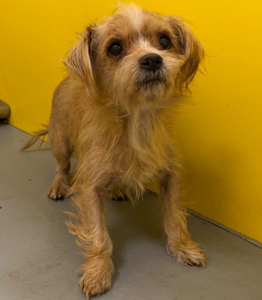Shelter Stray Male Dog last seen Midwest City, 8485 E Reno Ave, Midwest City, OK 73110, USA