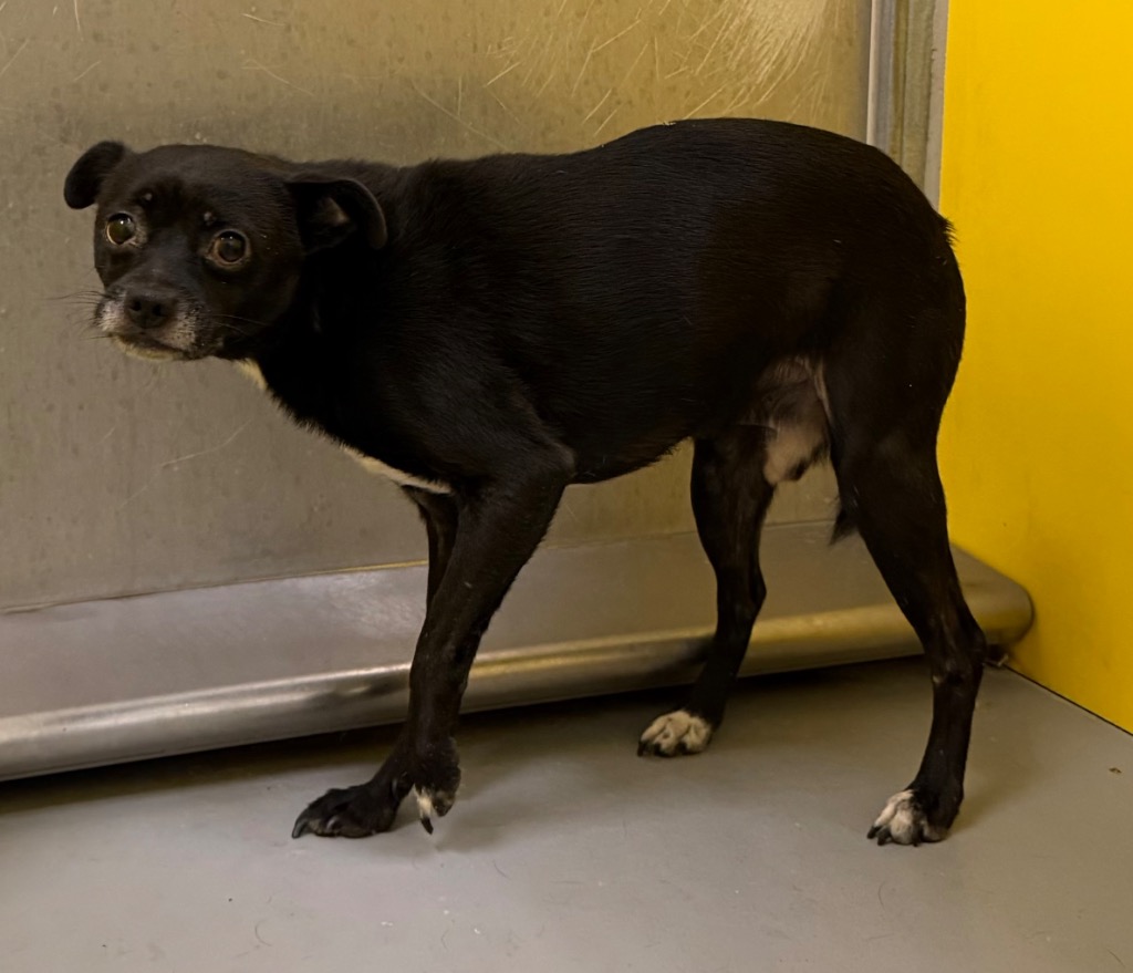 Shelter Stray Male Dog last seen Midwest City, 8485 E Reno Ave, Midwest City, OK 73110, USA