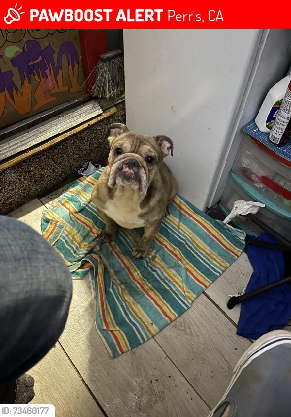 Lost Female Dog last seen Ramona expressway and Redlands, Perris, CA 92571