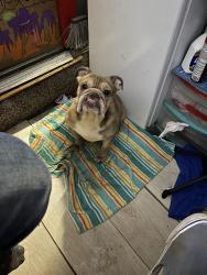 Lost Female Dog last seen Ramona expressway and Redlands, Perris, CA 92571