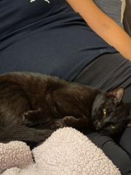 Lost Male Cat last seen Mile 5/Los Ebanos, Alton, TX 78573