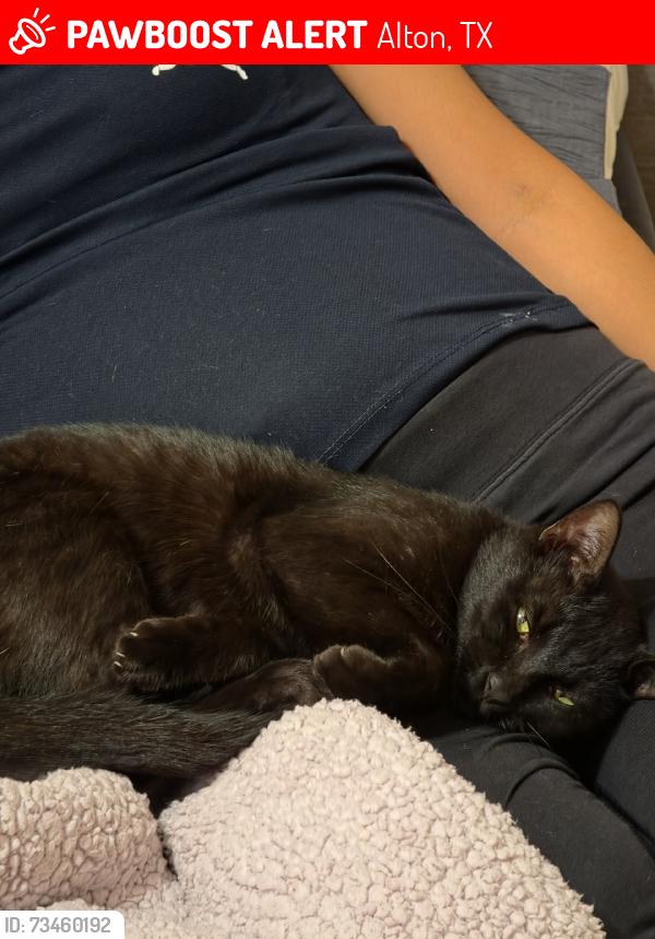 Lost Male Cat last seen Mile 5/Los Ebanos, Alton, TX 78573