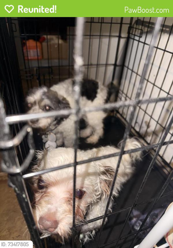 Reunited Male Dog last seen Near 1/2 Breithling Ln, Wharton, TX 77488