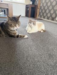 Lost Male Cat last seen Cheswick Green, Cheswick Green, England 