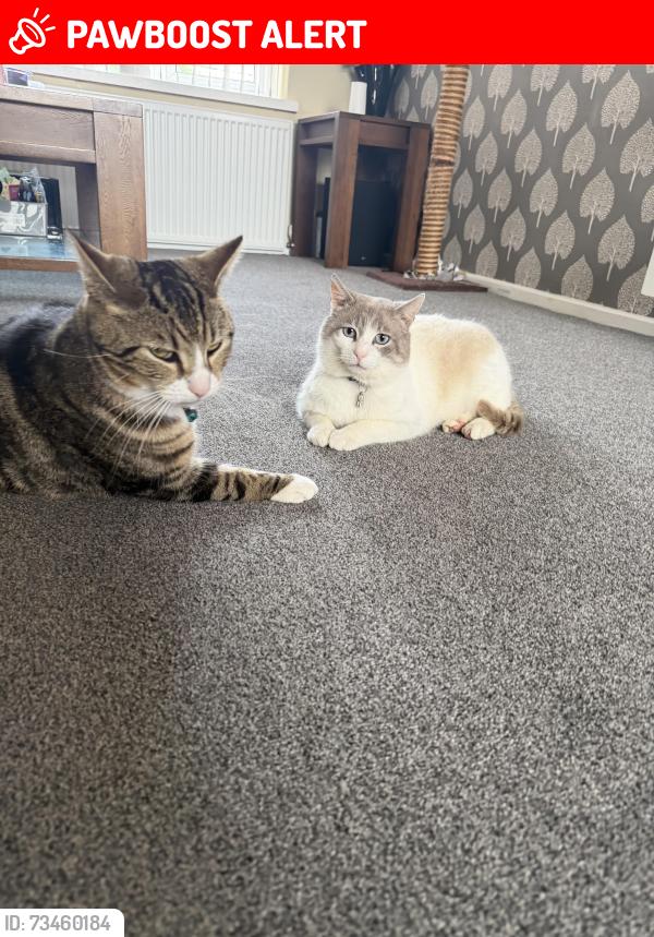 Lost Male Cat last seen Cheswick Green, Cheswick Green, England 