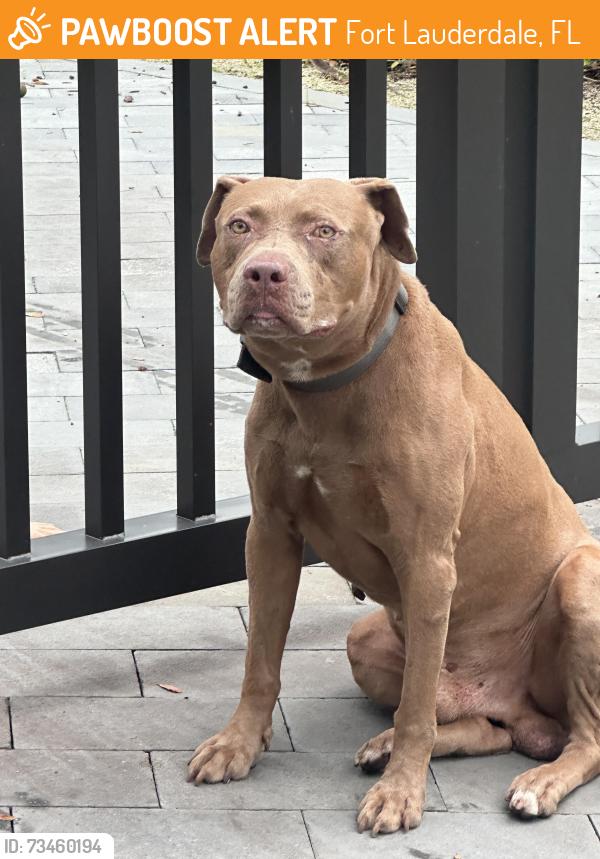 Found/Stray Male Dog last seen Riverside Park, Fort Lauderdale, FL 33311