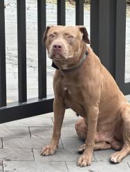 Found/Stray Male Dog last seen Riverside Park, Fort Lauderdale, FL 33311