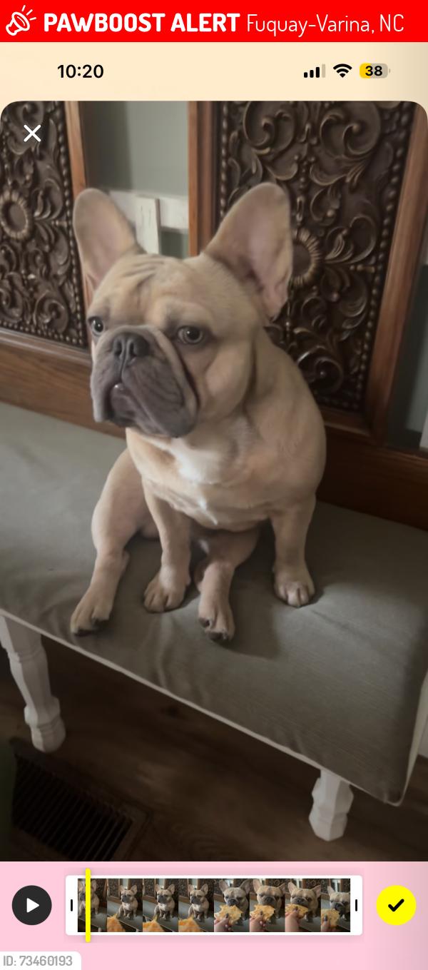 Lost Male Dog last seen Bowling rd, Fuquay-Varina, NC 27526