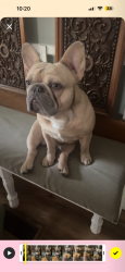 Lost Male Dog last seen Bowling rd, Fuquay-Varina, NC 27526