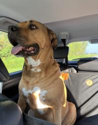 Reunited Male Dog last seen Houston Street and Elm by the quick trip, Saint Charles, MO 63301