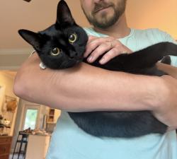 Reunited Female Cat last seen Plumbridge Ln, Greenville, SC 29615