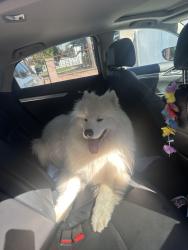 Reunited Male Dog last seen Brolly Hut, Inglewood, CA 90303
