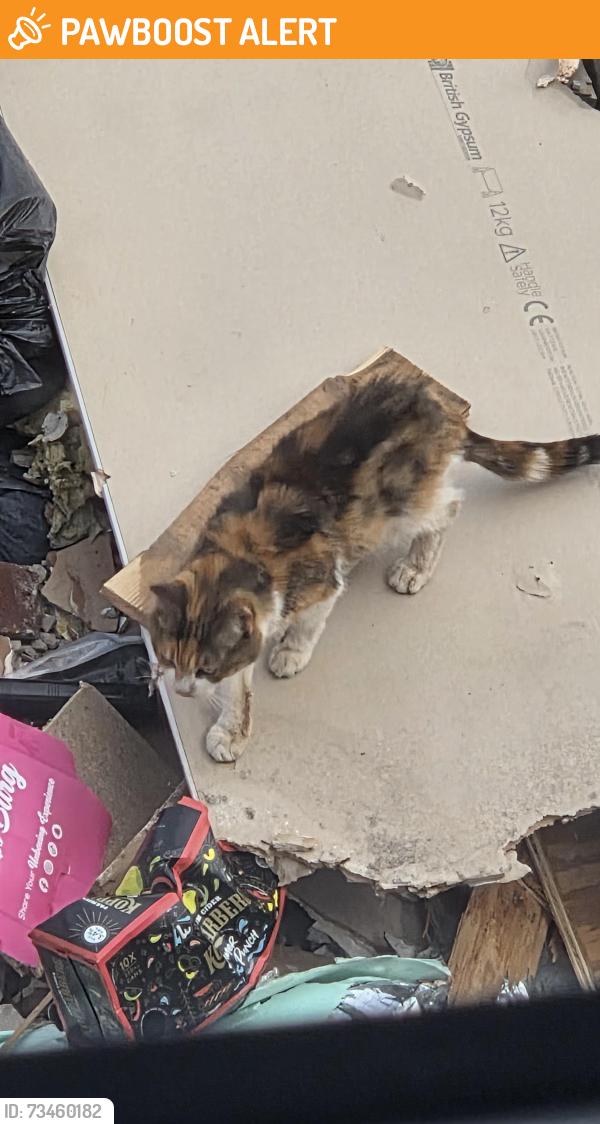 Found/Stray Female Cat last seen Nearest to Farrers garage, Blackpool, England FY4 1EB