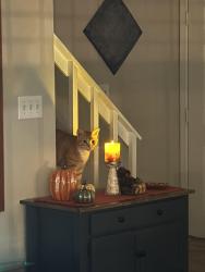 Found/Stray Male Cat last seen Near Viking Drive, Virginia Beach, VA 23452