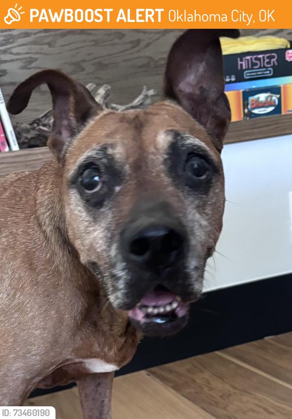 Found/Stray Female Dog last seen Euclid & Bath, Oklahoma City, OK 73117