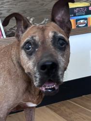 Found/Stray Female Dog last seen Euclid & Bath, Oklahoma City, OK 73117
