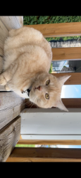 Lost Male Cat last seen Willowgrove court, Saskatoon, SK S7W 0A8