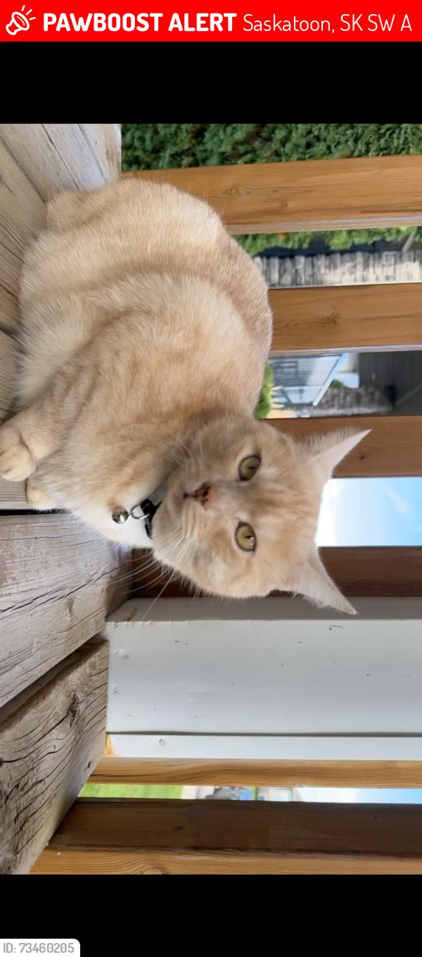 Lost Male Cat last seen Willowgrove court, Saskatoon, SK S7W 0A8