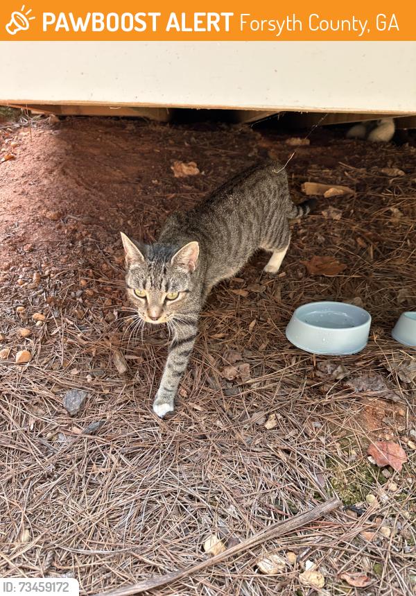 Found/Stray Female Cat last seen Highland pass, Alpharetta 30004, Forsyth County, GA 30004