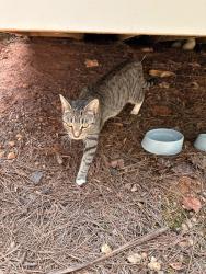 Found/Stray Female Cat last seen Highland pass, Alpharetta 30004, Forsyth County, GA 30004
