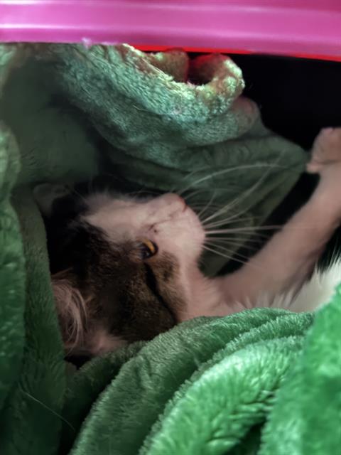 Shelter Stray Male Cat last seen Near, 5001 E Raymond St, Indianapolis, IN 46203, USA