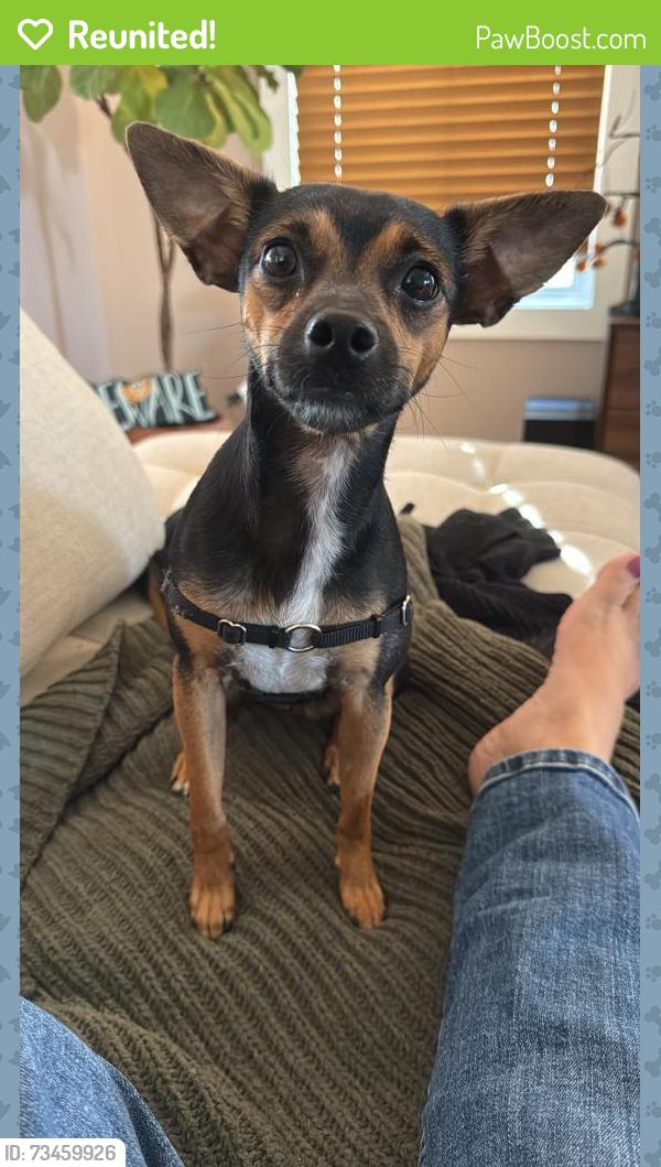 Reunited Female Dog last seen Salvation Army Youth Center, Richmond, VA 23223